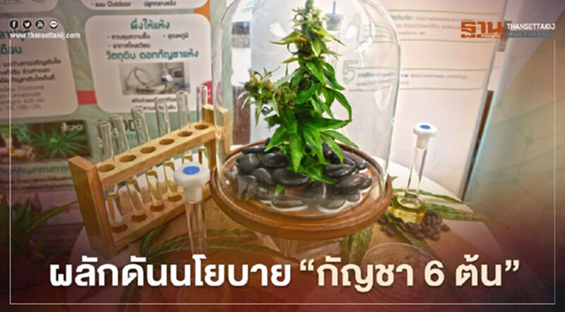 "อนุทิน"ผลักดันนโยบายกัญชา 6 ต้น-สร้างเศรษฐกิจชุมชน "อนุทิน"ผลักดันนโยบายกัญชา 6 ต้น-สร้างเศรษฐกิจชุมชน