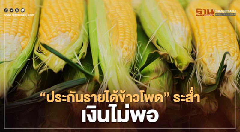 เช็กสิทธิ์ “ประกันรายได้ข้าวโพด” ระส่ำ เงินไม่พอ เช็กสิทธิ์ “ประกันรายได้ข้าวโพด” ระส่ำ เงินไม่พอ