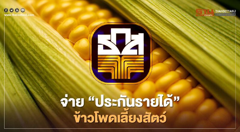ธ.ก.ส.พร้อมโอนเงินประกันรายได้ผู้ปลูกข้าวโพดเลี้ยงสัตว์ 