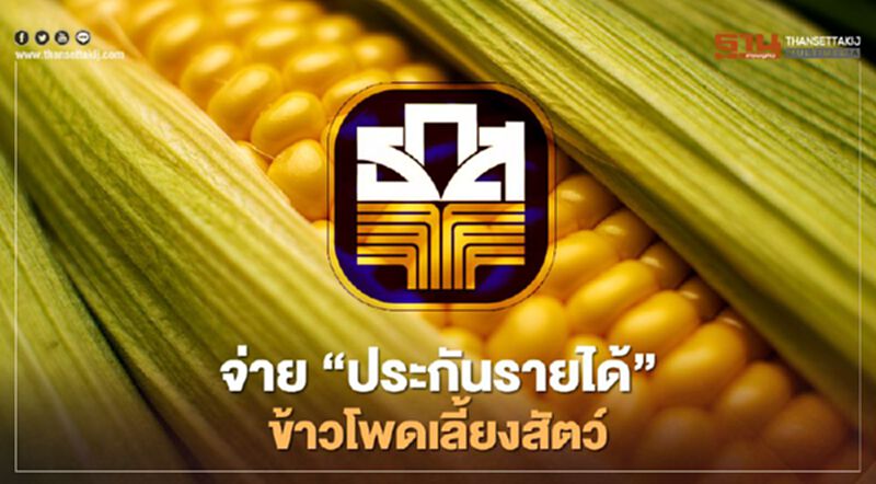 ธ.ก.ส.พร้อมโอนเงินประกันรายได้ผู้ปลูกข้าวโพดเลี้ยงสัตว์ ธ.ก.ส.พร้อมโอนเงินประกันรายได้ผู้ปลูกข้าวโพดเลี้ยงสัตว์