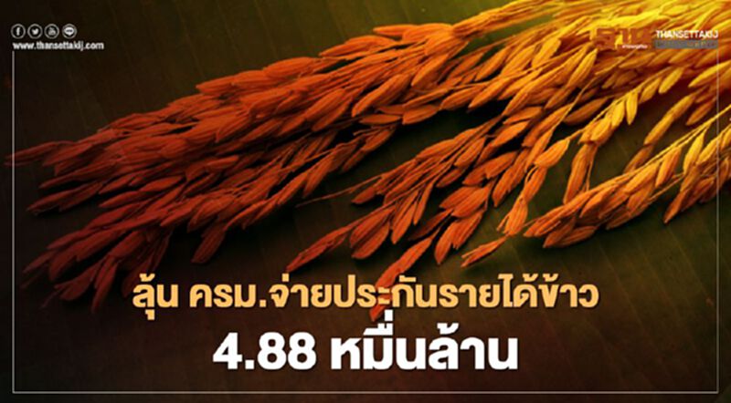 ลุ้น ครม.จ่ายเงินประกันรายได้ข้าว 4.88 หมื่นล้าน ลุ้น ครม.จ่ายเงินประกันรายได้ข้าว 4.88 หมื่นล้าน