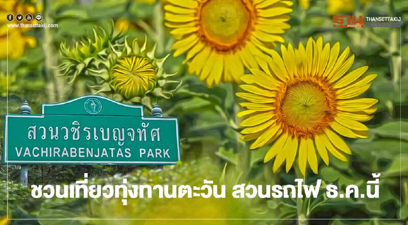 ชวนชมทุ่งดอกทานตะวัน 3 หมื่นต้นที่สวนรถไฟ 