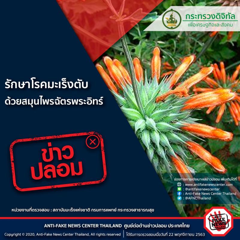 ข่าวปลอม รักษาโรคมะเร็งตับ ด้วยสมุนไพรฉัตรพระอินทร์ 