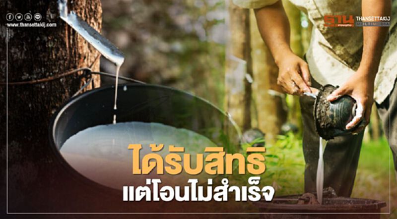 เช็กสิทธิ์เกษตรกรชาวสวนยาง ตรวจสอบเงินประกันรายได้ ก่อนโอนเข้าบัญชี เช็กสิทธิ์เกษตรกรชาวสวนยาง ตรวจสอบเงินประกันรายได้ ก่อนโอนเข้าบัญชี