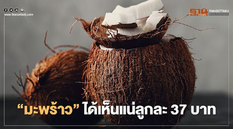 “มะพร้าว” ได้เห็นแน่ลูกละ 37 บาท “มะพร้าว” ได้เห็นแน่ลูกละ 37 บาท