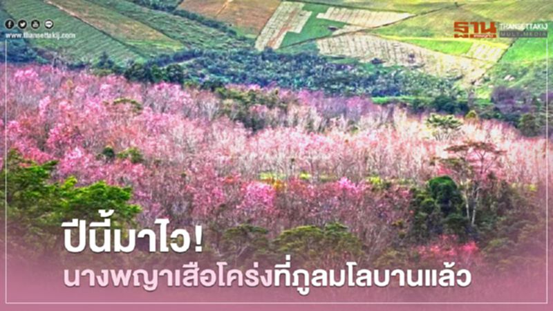 "ซากุระเมืองไทย"ที่ภูลมโลบานแล้ว "ซากุระเมืองไทย"ที่ภูลมโลบานแล้ว