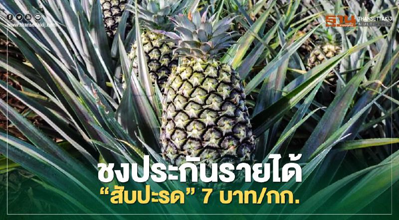สภาเกษตรกรแห่งชาติ ชง ประกันรายได้ “สับปะรด” 7 บาท/กก.