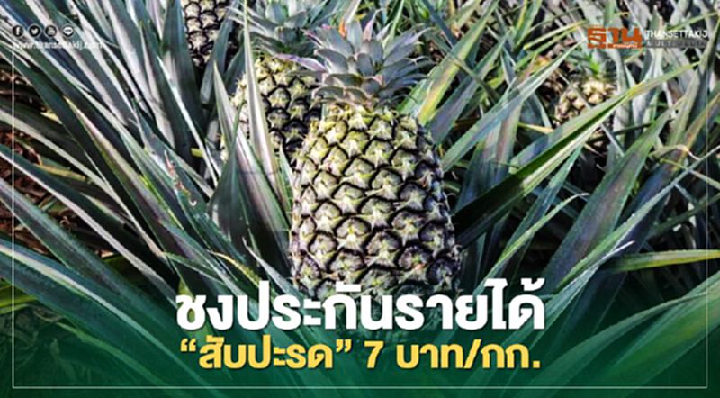 สภาเกษตรกรแห่งชาติ ชง ประกันรายได้ “สับปะรด” 7 บาท/กก. สภาเกษตรกรแห่งชาติ ชง ประกันรายได้ “สับปะรด” 7 บาท/กก.