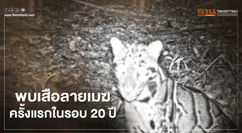 พบ"เสือลายเมฆ"ครั้งแรกในรอบ 20 ปี แถบป่าเทือกเขาพนมดงรัก พบ"เสือลายเมฆ"ครั้งแรกในรอบ 20 ปี แถบป่าเทือกเขาพนมดงรัก