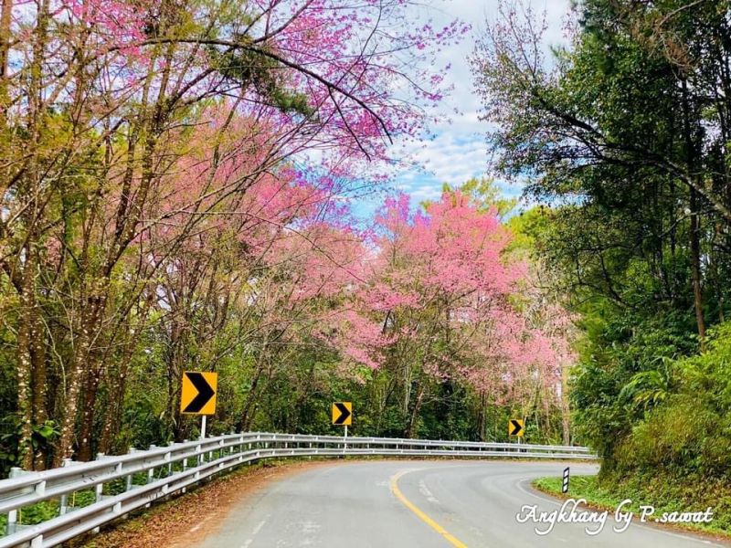 ชวนเยือน”เส้นทางสายสีชมพู” ชมซากุระเมืองไทย ดอยอ่างขาง