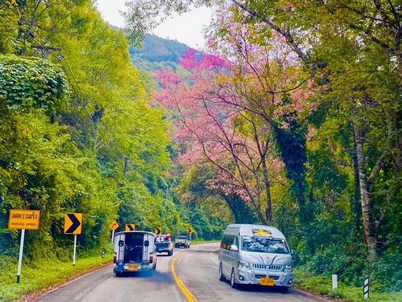 ชวนเยือน”เส้นทางสายสีชมพู” ชมซากุระเมืองไทย ดอยอ่างขาง