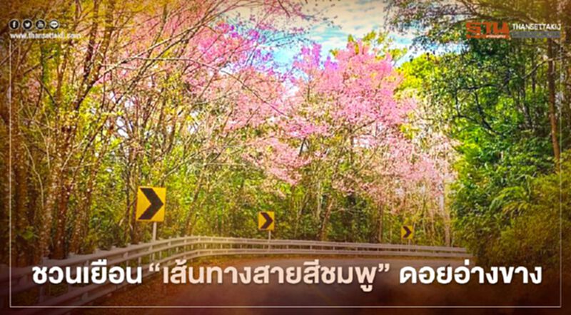 ชวนเยือน”เส้นทางสายสีชมพู” ชมซากุระเมืองไทย ดอยอ่างขาง ชวนเยือน”เส้นทางสายสีชมพู” ชมซากุระเมืองไทย ดอยอ่างขาง