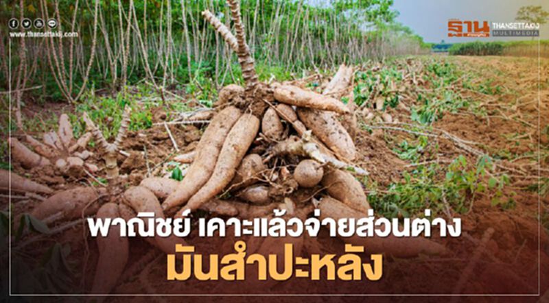 เฮ! พาณิชย์ เคาะแล้วจ่ายส่วนต่างประกันรายได้เกษตรกรมันสำปะหลัง 0.26 บาท/กก. เฮ! พาณิชย์ เคาะแล้วจ่ายส่วนต่างประกันรายได้เกษตรกรมันสำปะหลัง 0.26 บาท/กก.