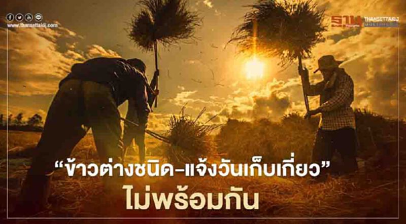 “ประกันรายได้ข้าว” ข้าวต่างชนิด-แจ้งวันเก็บเกี่ยว ไม่พร้อมกัน จะได้เงินวันไหน เช็กที่นี่ “ประกันรายได้ข้าว” ข้าวต่างชนิด-แจ้งวันเก็บเกี่ยว ไม่พร้อมกัน จะได้เงินวันไหน เช็กที่นี่