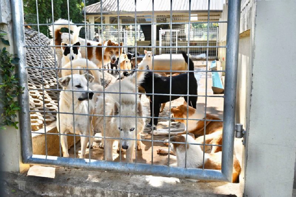ตรวจเยี่ยมสถานที่พักพิงสัตว์ดอยสะเก็ด