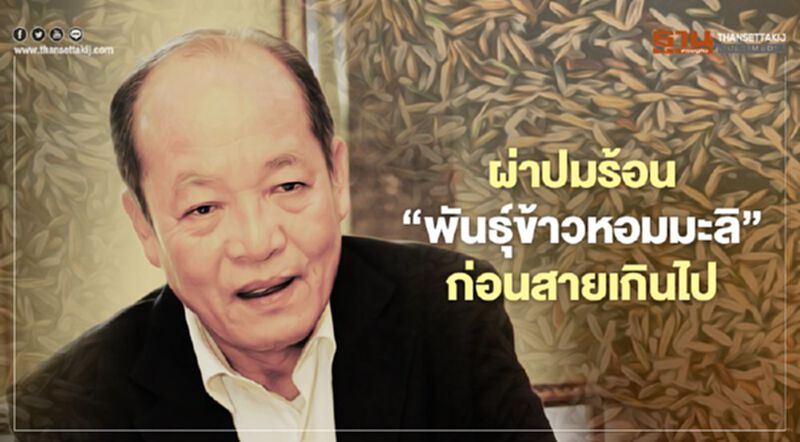 ผ่าปมร้อน “พันธุ์ข้าวหอมมะลิ” ก่อนสายเกินไป ผ่าปมร้อน “พันธุ์ข้าวหอมมะลิ” ก่อนสายเกินไป