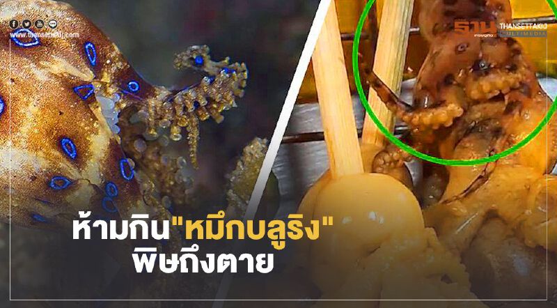เตือนห้ามกิน"หมึกบลูริง" พิษถึงตาย