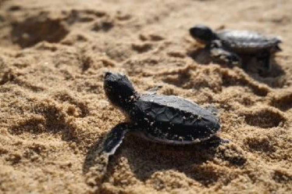 “ปตท.สผ.” ผนึก “กรมทะเล” เดินหน้าโครงการอนุรักษ์ทะเลเพื่อชีวิต 