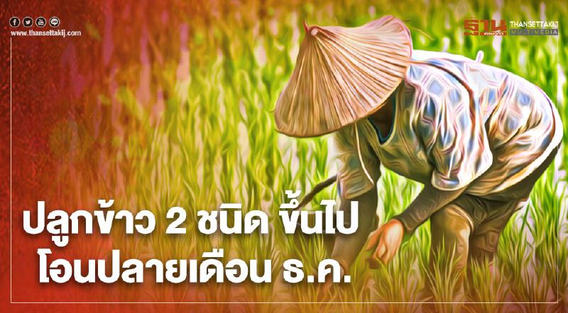 ตรวจสอบสถานะ “ประกันรายได้ข้าว” ปลูกข้าว 2 ชนิด ขึ้นไป ธ.ก.ส. นัดโอน ปลายเดือน ธ.ค. ตรวจสอบสถานะ “ประกันรายได้ข้าว” ปลูกข้าว 2 ชนิด ขึ้นไป ธ.ก.ส. นัดโอน ปลายเดือน ธ.ค.