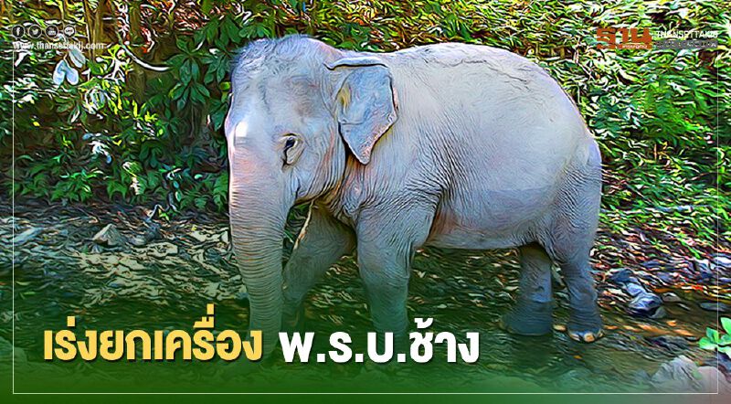 เร่งยกเครื่อง พ.ร.บ.ช้าง