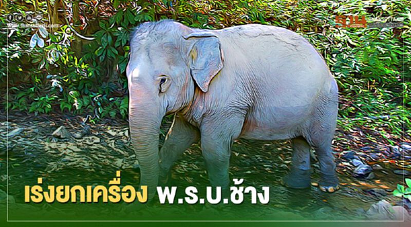 เร่งยกเครื่อง พ.ร.บ.ช้าง เร่งยกเครื่อง พ.ร.บ.ช้าง