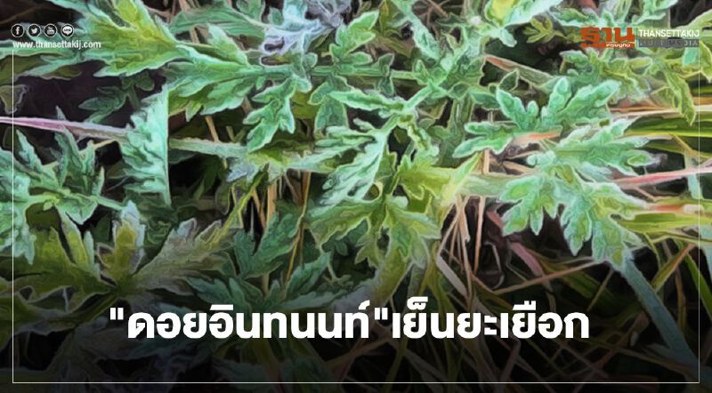 "ดอยอินทนนท์"เย็นยะเยือก กิ่วแม่ปานอุณหภูมิต่ำสุด 1 องศา