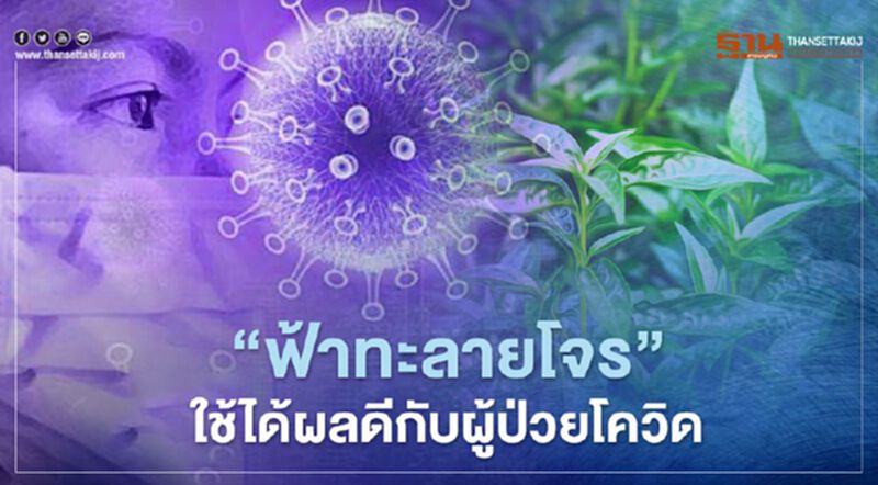 “ฟ้าทะลายโจร” ใช้ได้ผลดีกับผู้ป่วยโควิดอาการไม่รุนแรง “ฟ้าทะลายโจร” ใช้ได้ผลดีกับผู้ป่วยโควิดอาการไม่รุนแรง