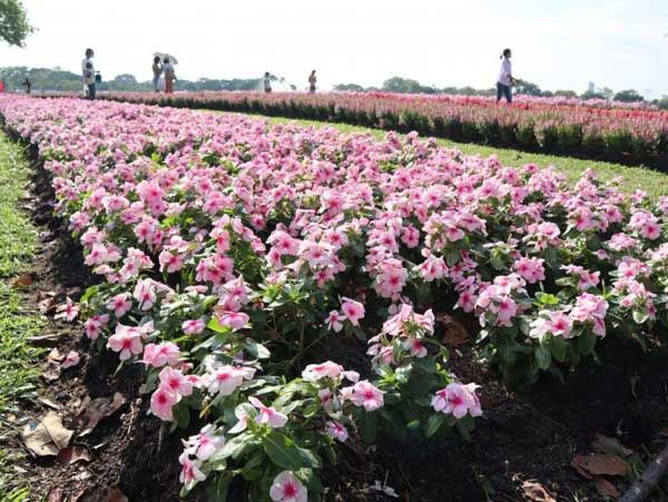 งานพรรณไม้งามอร่าม สวนหลวง ร.9