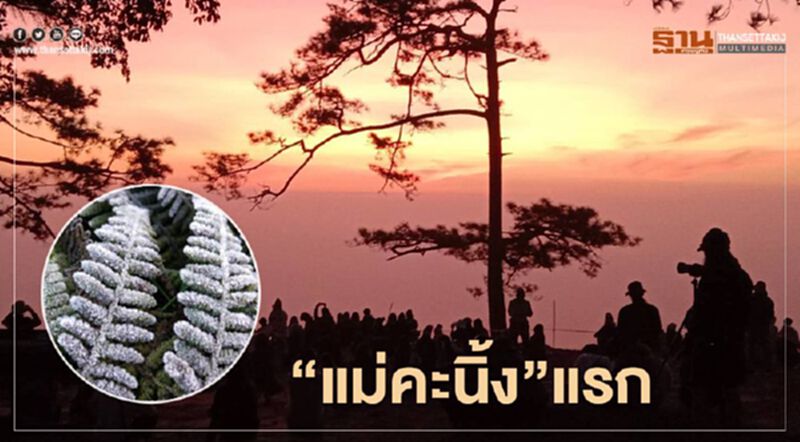 "แม่คะนิ้ง"แรกของปีนี้บนยอดภูกระดึง อวดโฉมนักท่องเที่ยว "แม่คะนิ้ง"แรกของปีนี้บนยอดภูกระดึง อวดโฉมนักท่องเที่ยว