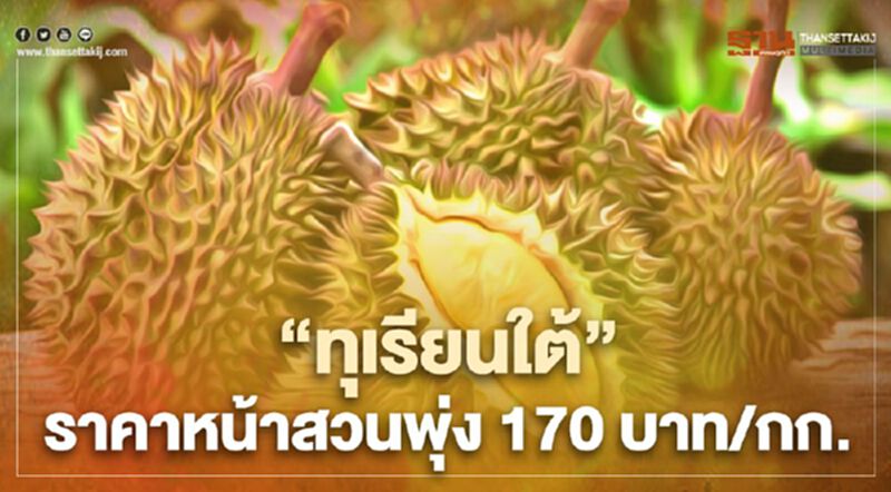 “ทุเรียนใต้” ราคาหน้าสวนพุ่ง 170 บาท/กก. “ทุเรียนใต้” ราคาหน้าสวนพุ่ง 170 บาท/กก.