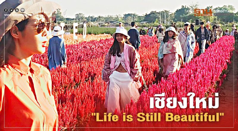 เชียงใหม่ "Life is Still Beautiful" เชียงใหม่ "Life is Still Beautiful"