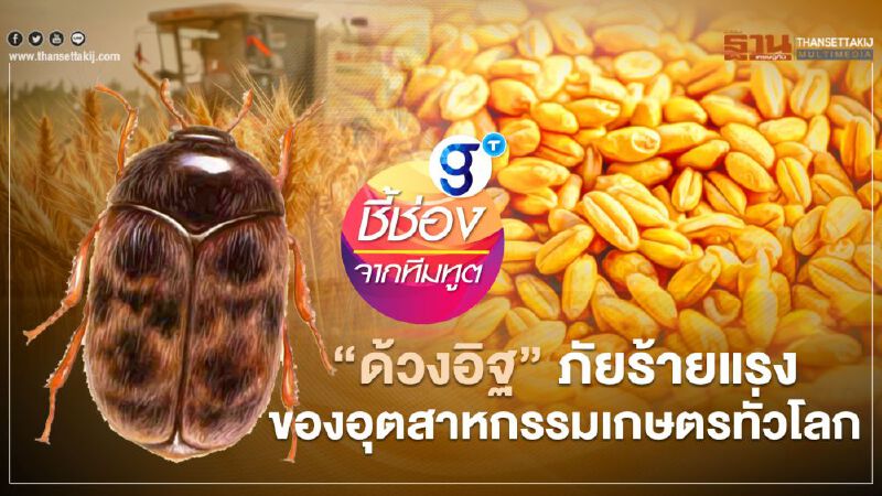 “ด้วงอิฐ” ภัยร้ายแรงของอุตสาหกรรมเกษตรทั่วโลก : กรณีศึกษาจากออสเตรเลีย