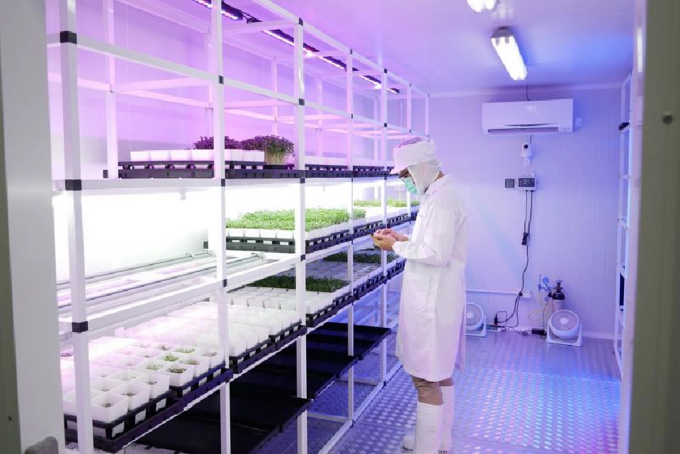 “ไมโครกรีน” ผักจิ๋ว คุณประโยชน์เจ๋ง