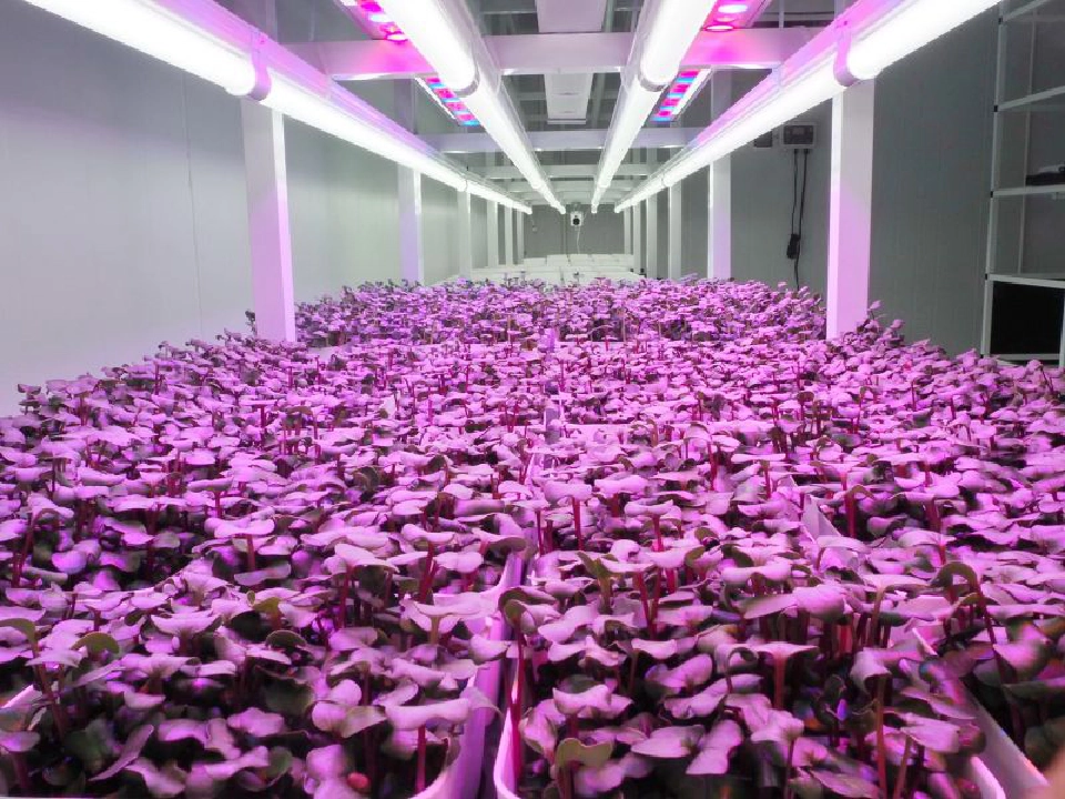 “ไมโครกรีน” ผักจิ๋ว คุณประโยชน์เจ๋ง