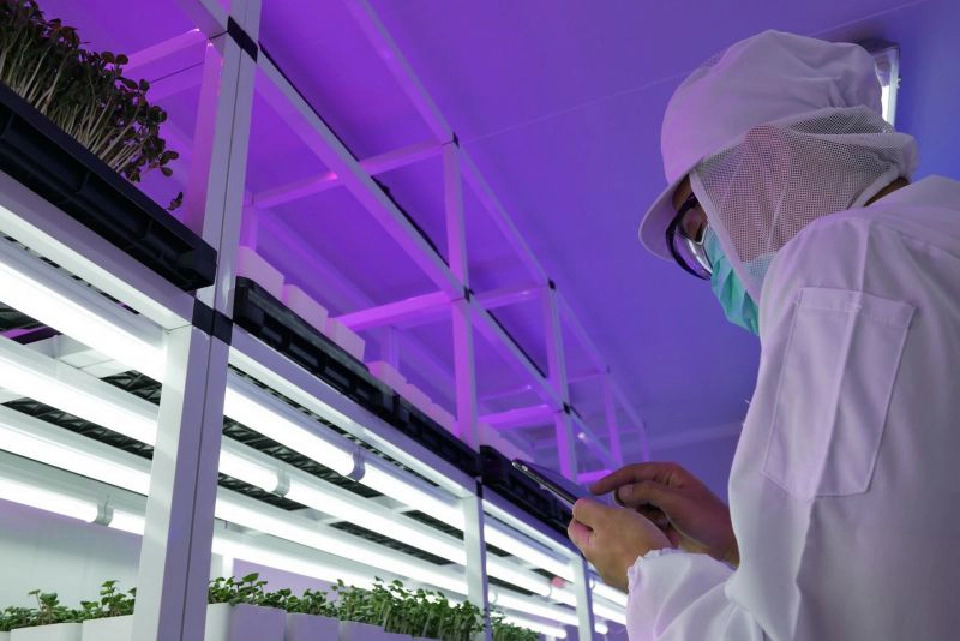 “ไมโครกรีน” ผักจิ๋ว คุณประโยชน์เจ๋ง