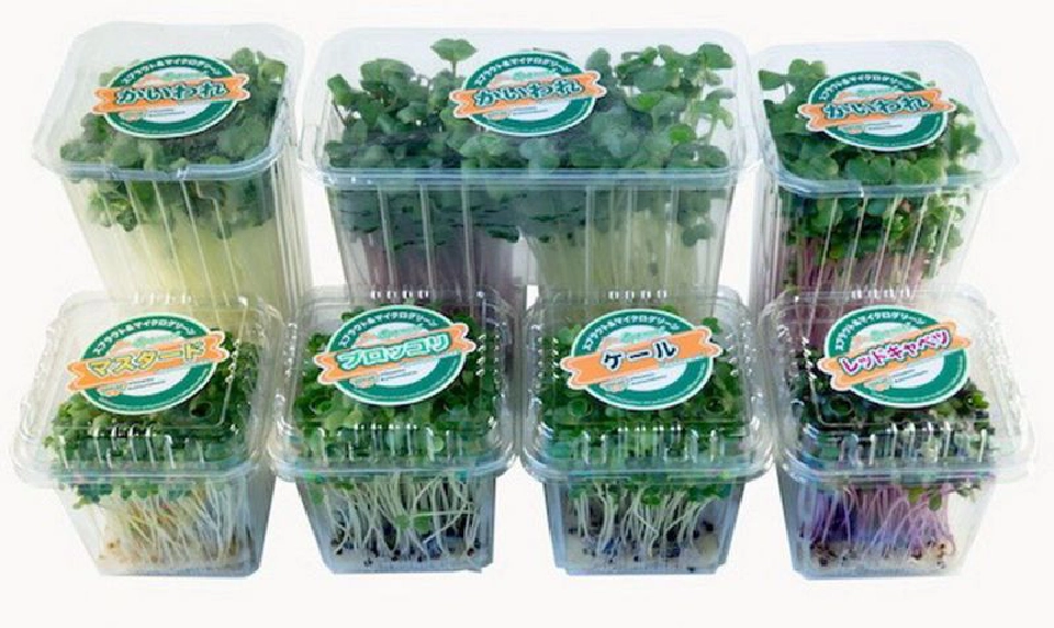 “ไมโครกรีน” ผักจิ๋ว คุณประโยชน์เจ๋ง