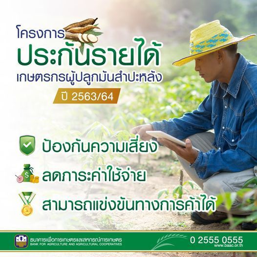 "เงินประกันรายได้เกษตรกร"ธ.ก.ส.จ่ายเงินชาวไร่ปลูกมันสำปะหลัง งวดถัดไปตรวจสอบที่นี่
