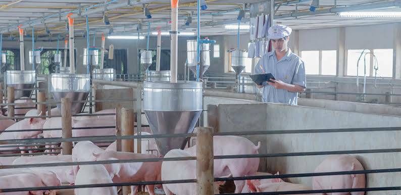 บิ๊กซีพีเอฟฟันธง “หมู”เอเชียยังขาดตลาด ราคาปีหน้ายังยืนสูง