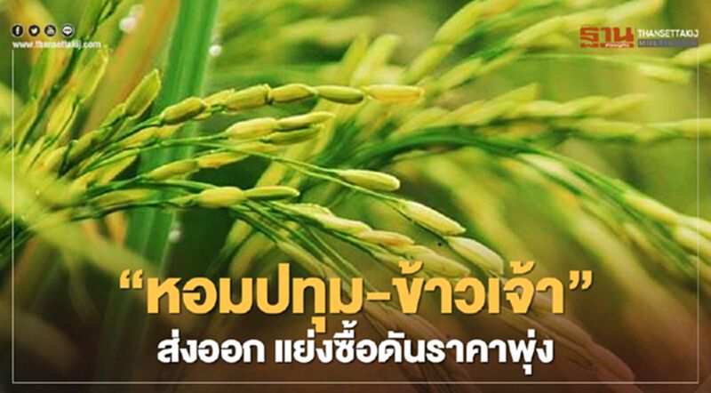 “หอมปทุม-ข้าวเจ้า” ส่งออก แย่งซื้อดันราคาพุ่ง “หอมปทุม-ข้าวเจ้า” ส่งออก แย่งซื้อดันราคาพุ่ง