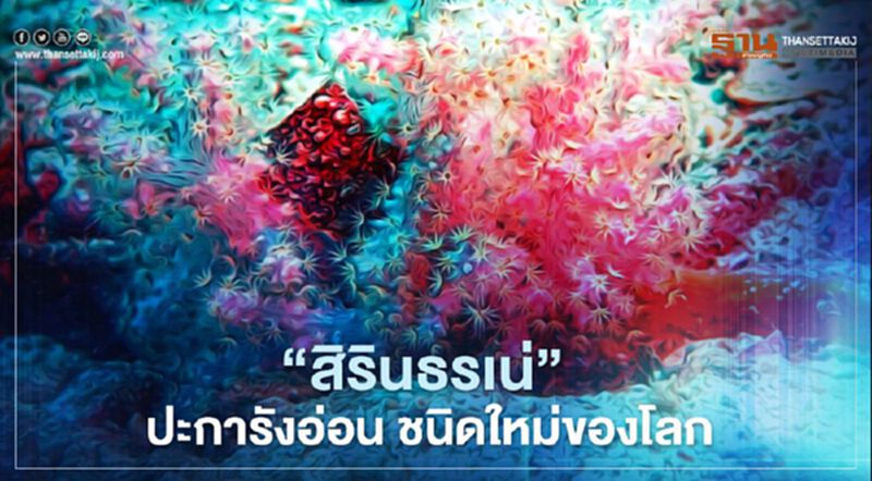 เปิดตัว “สิรินธรเน่” “ปะการังอ่อน” ชนิดใหม่ของโลก เปิดตัว “สิรินธรเน่” “ปะการังอ่อน” ชนิดใหม่ของโลก