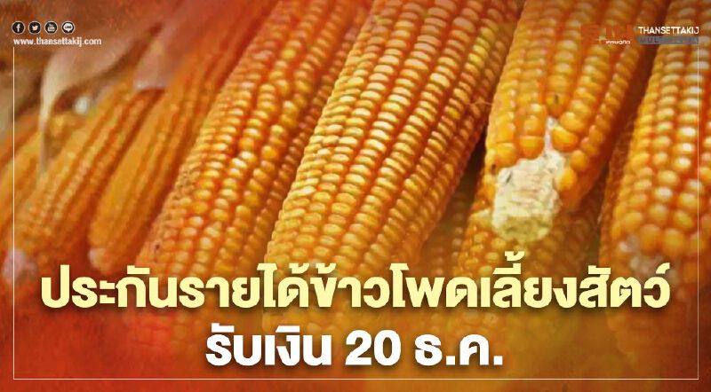 “พาณิชย์”เคาะจ่ายส่วนต่างประกันรายได้ข้าวโพดเลี้ยงสัตว์ 88,449 ครัวเรือน