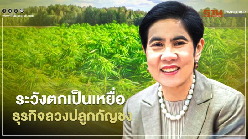 อย.เตือน ระวังตกเป็นเหยื่อ ธุรกิจลวงปลูกกัญชง อย.เตือน ระวังตกเป็นเหยื่อ ธุรกิจลวงปลูกกัญชง