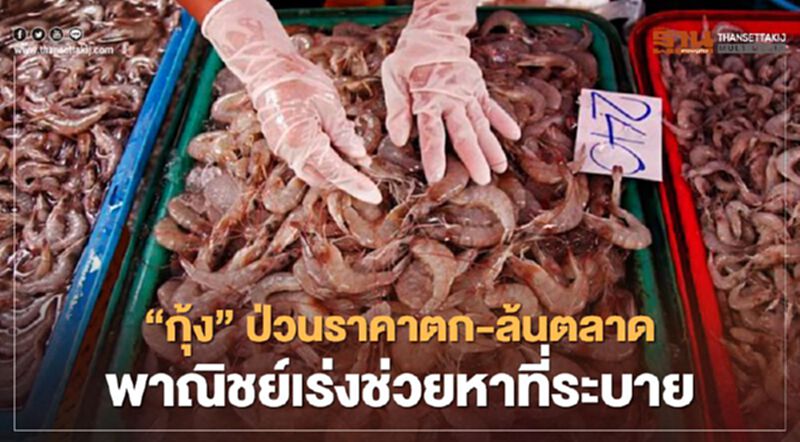 "กุ้ง"ป่วนราคาตก-ล้นตลาด พาณิชย์เร่งช่วยหาที่ระบาย "กุ้ง"ป่วนราคาตก-ล้นตลาด พาณิชย์เร่งช่วยหาที่ระบาย