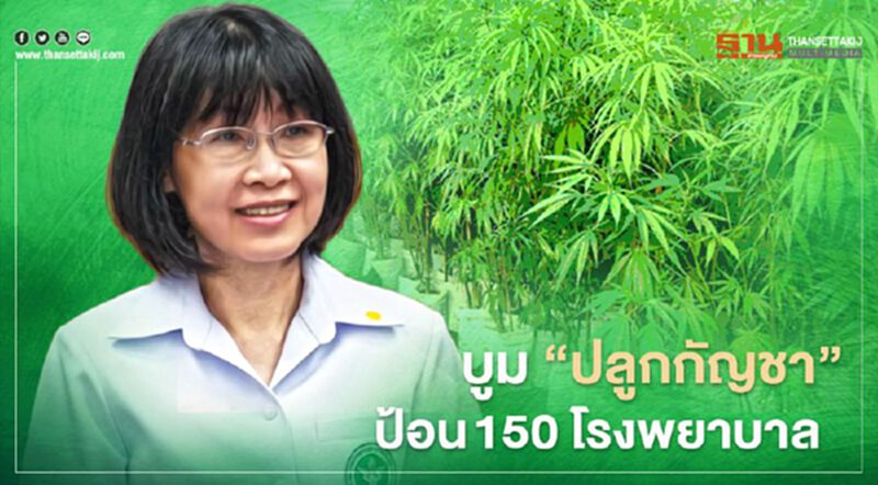 บูม “ปลูกกัญชา” ป้อน 150 โรงพยาบาล บูม “ปลูกกัญชา” ป้อน 150 โรงพยาบาล