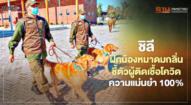 ชิลีฝึกน้องหมาช่วยดมกลิ่นชี้ตัวผู้ติดเชื้อโควิด-19 พบความแม่นยำสูงตั้งแต่ 85-100% ชิลีฝึกน้องหมาช่วยดมกลิ่นชี้ตัวผู้ติดเชื้อโควิด-19 พบความแม่นยำสูงตั้งแต่ 85-100%