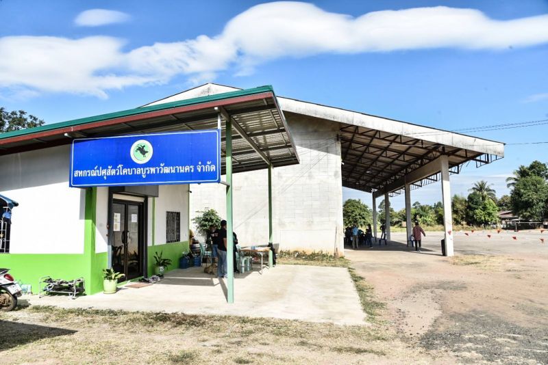  “โคบาลบูรพา”จำหน่ายลูกโค   เงินสะพัดส่งท้ายปี