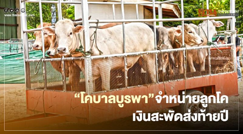 “โคบาลบูรพา”จำหน่ายลูกโค เงินสะพัดส่งท้ายปี “โคบาลบูรพา”จำหน่ายลูกโค เงินสะพัดส่งท้ายปี