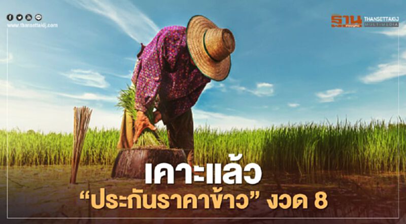 ตรวจสอบเงินประกันรายได้เกษตรกร จ่ายส่วนต่าง "ประกันราคาข้าว" งวด8 ล่าสุด ตรวจสอบเงินประกันรายได้เกษตรกร จ่ายส่วนต่าง "ประกันราคาข้าว" งวด8 ล่าสุด