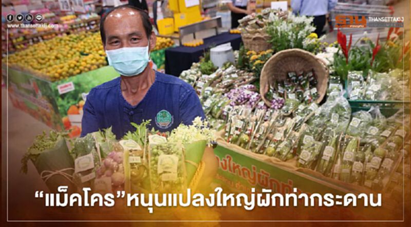“แม็คโคร”หนุนแปลงใหญ่ผักท่ากระดาน ช่วยเกษตรกรมีรายได้เพิ่ม 50% “แม็คโคร”หนุนแปลงใหญ่ผักท่ากระดาน ช่วยเกษตรกรมีรายได้เพิ่ม 50%