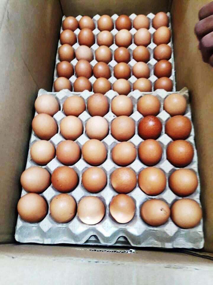 จับไข่ไก่เถื่อน 90,000 ฟอง  มาเลย์เข้าไทย